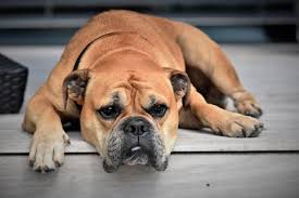 Maybe you would like to learn more about one of these? How To Stop Diarrhea In Dogs Canna Pet