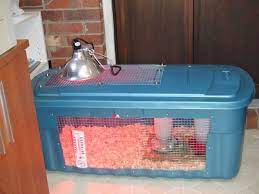 Use Large Plastic Tote As Brooder Arlee453 Is Susan Mom To In No Particular Order 4 Humans A Big Chicken Brooder Brooder Chicken Diy