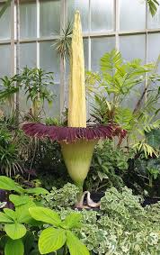 Once the flowers are finished blooming shortly after, the plant can become pretty bare, dropping leaves, until there is new regrowth in the summer months. Amorphophallus Titanum Blooming At The Winter Gardens In Auckland New Zealand 4th January 2020 Smelt As Adve In 2020 Amorphophallus Titanum Winter Garden Plant Fungus