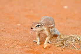Check spelling or type a new query. Ardillas Terrestres En El Desierto De Kalahari Sudafrica Fotos Retratos Imagenes Y Fotografia De Archivo Libres De Derecho Image 3929161