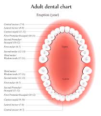 Kid Tooth Tips Baby Vs Adult Teeth Carrington Edu