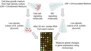 This webpage offers an effective online hours to minutes calculator which can be used at any time for making this kind of time measurement unit conversions. Characterization Of A Novel Iron Acquisition Activity That Coordinates The Iron Response With Population Density Under Iron Replete Conditions In Bacillus Subtilis Journal Of Bacteriology