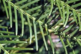 Image result for Acacia decurrens