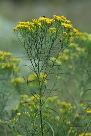 Image result for Eulophia calantha