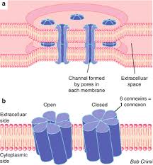 Nor zam zam zakaria jeszcze nie ma biografii na filmwebie, możesz być pierwszym który ją doda! Connexin 43 Expression A Therapeutic Target For The Treatment Of Ventricular Tachycardia Springerlink