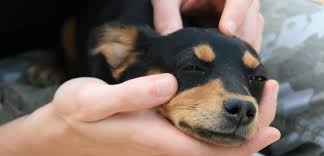 7 Aliments Les Plus Dangereux Pour Les Chiens Et Chats Sciences Et Avenir