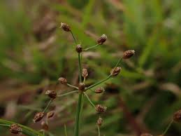Image result for Fimbristylis aphylla