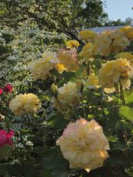 Thank you for supporting the rose table! Your Favorite Best Kordes Roses