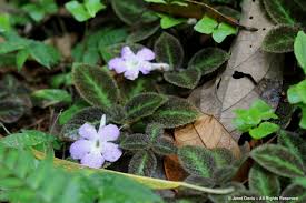 Image result for Nemesia lilacina