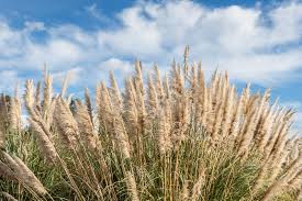Image result for Phragmites mauritianus