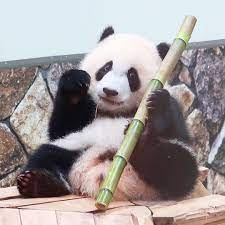 kenji on instagram ちっちゃい 彩浜 これが好き 食いしん坊 lovely saihin youtube 20時半open 神戸 港の panda funny funny panda pictures baby panda