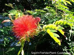 We did not find results for: Powderpuff