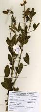 Image result for Crotalaria cylindrocarpa