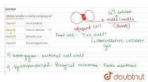 In the primary (growing) plant cell wall, the major carbohydrates are cellulose, hemicellulose and pectin. Middle Lamella Is Mainly Composed Of Biology Q A Doubtnut