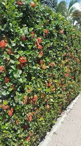 Image result for Ixora brachypoda
