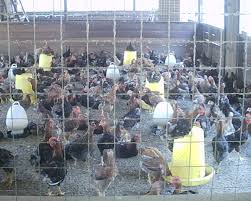 Cara pemisahan, perawatan anak ayam buras (ayam kampung) dan pengaturan siklus bertelur ayam kampung. Panduan Memelihara Ayam Kampong Secara Kecilan Teratak Maya Tempatku Lepak
