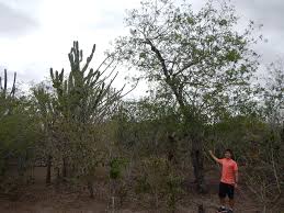 Image result for Schinopsis