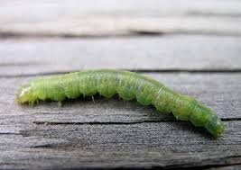 Image result for květopas jahodníkový