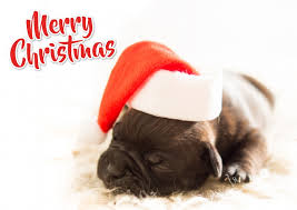 Christmas puppy christmas animals merry christmas christmas ecard christmas time christmas countdown cute puppies dogs and puppies. Free International Shipping Christmas Cards Online Printed Mailed For You Customized Personalized Photo Cards Postcards Greeting Cards
