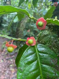 Image result for Heisteria