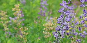 Pollinator Garden Tour