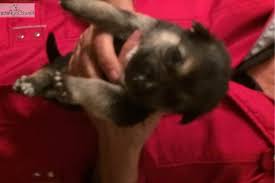 7 weeks old and will be ready to go in a week once they've had their first vaccinations. German Shepherd Puppies Wilmington Nc Petsidi