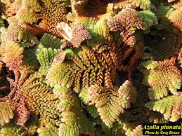 Image result for Azolla pinnata