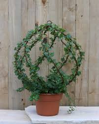 Indoor Ivy Trellis Google Search Indoor Ivy Trellis Topiary