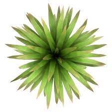 Shrub Top View Google Search Arboles En Planta Png Arbol En Planta Arboles Png