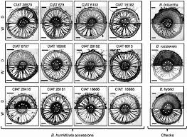 Image result for Eragrostis humidicola