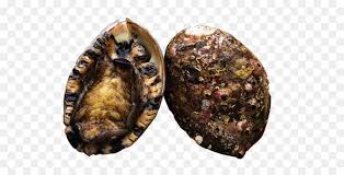 The popular seafood has a number of other names here in korea: Clam Muschel Meer Gurke Als Nahrungsmittel Abalone Auster Clamshell Png Herunterladen 1000 500 Kostenlos Transparent Essen Herunterladen