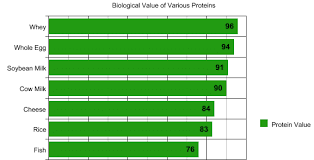 10 best whey protein in india 2019 reviews buyers guide