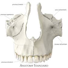 Image result for Maxillary Bone