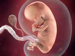 Well, we recommend the babycenter pregnancy tracker & baby app! 10 Weeks Pregnant Fetal Development Babycentre Uk