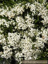 Image result for Pavetta troupinii