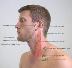 Posterior cervical lymph nodes which are located in a line at the back of the neck, extending from the mastoid part of the temporal bone (from about. Lymphatic System Amboss