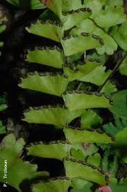 Image result for Adiantum soboliferum