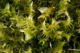 Image result for Tristicha trifaria