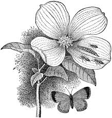 The ornament is sewn entirely by hand. Intelligence In Plants And Animals By Thomas G Gentry A Project Gutenberg Ebook