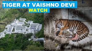 Shrine of mata vaishno devi. Omg Tiger Spotted At Ardhkuwari In Vaishno Devi Youtube