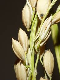 Image result for Oryza