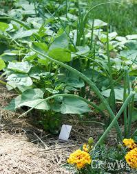 Use our free garden planting guide to plan your home vegetable garden! Companion Planting With Beans