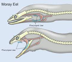 There are around 200 species, being all of them marine; Pharyngeal Jaw Wikipedia