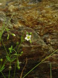 Image result for Linaceae