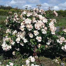 The result is a cream colored rose that averages about 3.5 inches in diameter and often has ever so subtle pink highlights on the petals. Sally Holmes South Pacific Roses