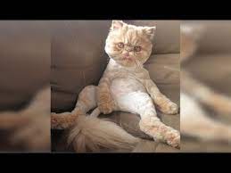 We hope you enjoy our growing collection of hd images to use as a. Super Weird Cats That Will Totally Confuse You Most Of Funny And Cute Cats Videos Youtube