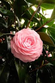 Light Of The Spring Bulbs Ranunculus Persian Buttercup Flickr Photo Sharing Pretty Flowers Flowers Flowers Nature