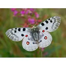 Image result for Parnassius apollo