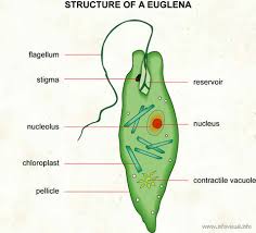 Structure Function Euglena