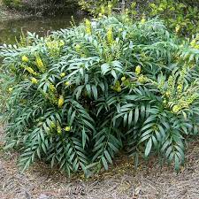 'soft caress' mahonia has such soft, leathery leaves is rare! Mahonia Eurybracteata Soft Caress Deelish Garden Centre